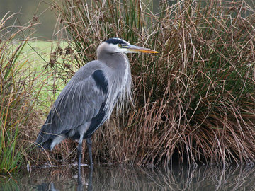 Blue Heron Pond Deterrents In Pittsford, Penfield & Fairport Monroe County NY - Near Me