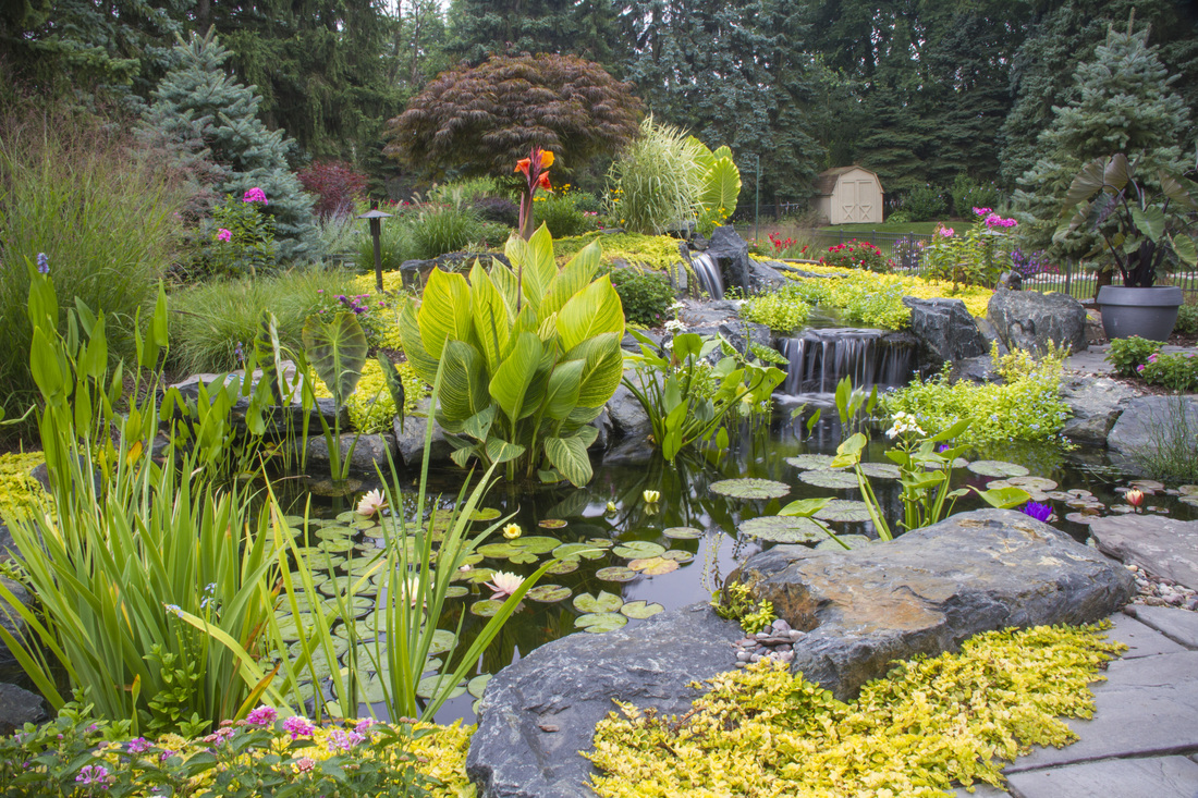 Taro & a mix of aquatic pond plants for water gardens in Rochester, Monroe County NY. Image