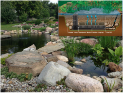 Constructed wetlands are by far the best filtration for any koi fish pond in Rochester New York (NY) By Acorn Ponds & Waterfalls