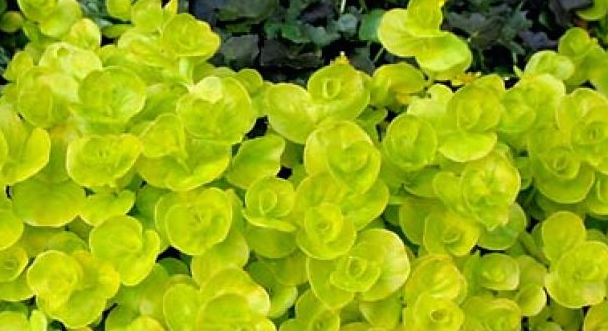 Creeping Jenny water garden plants for Rochester, Monroe County NY. Image
