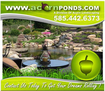 Beautiful koi ponds installed, maintained & constructed by certified pond builders in Rochester New York (NY) - Acorn