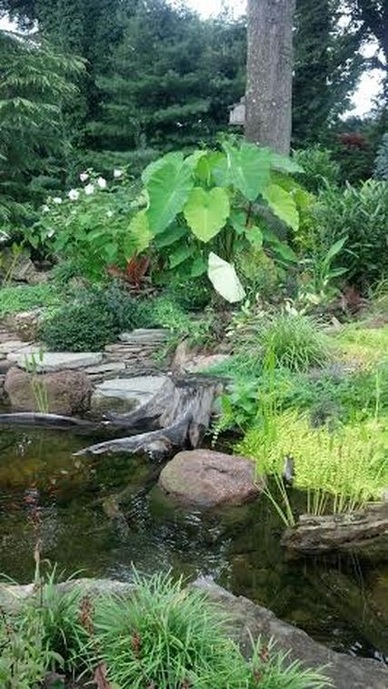 Creeping Jenny pond plants for pond & water garden edges in Rochester, Monroe County NY. Image