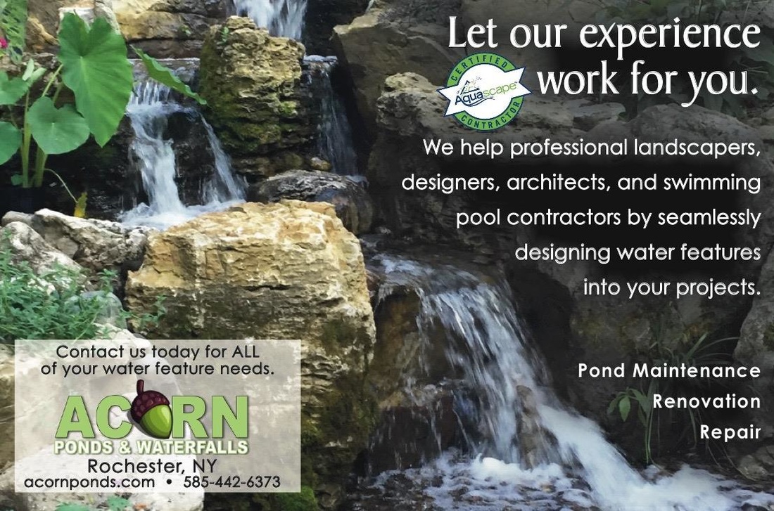 Pond contractor consultant company for landscapers, architects & homeowners in Rochester New York (NY) - Acorn Ponds & Waterfalls