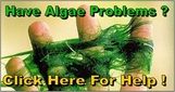 Pond Algae Solutions In Rochester, Monroe County, NY By Acorn Ponds & Waterfalls. Image