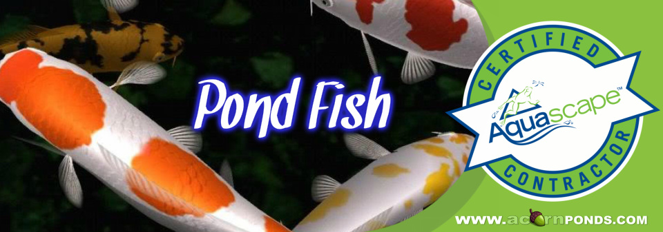 Henrietta, Irondequoit, Mendon, Greece, Chili (NY) Pond Fish - Get help with our fish facts guide. Image