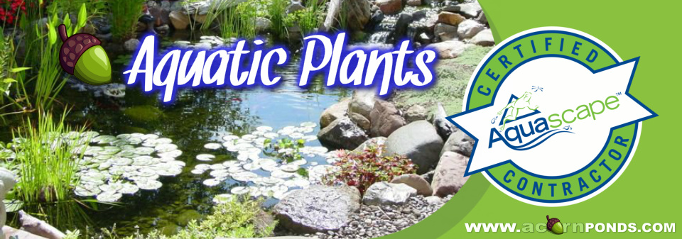 Henrietta, Irondequoit, Mendon, Greece, Chili (NY). Aquatic Plants - Learn how to care for your aquatic pond plants. Image