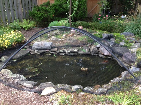 Fall Pond Netting & Tenting Services In Rochester New York (NY) By Acorn Ponds & Waterfalls