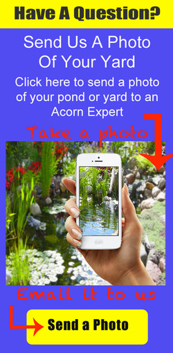 Pond Maintenance FAQs, Help & Advice In Rochester, Pittsford, Penfield, Brighton, Fairport (NY) By Acorn Ponds & Waterfalls (Certified Pond Contractors). Contact us now for help 585.442.6373