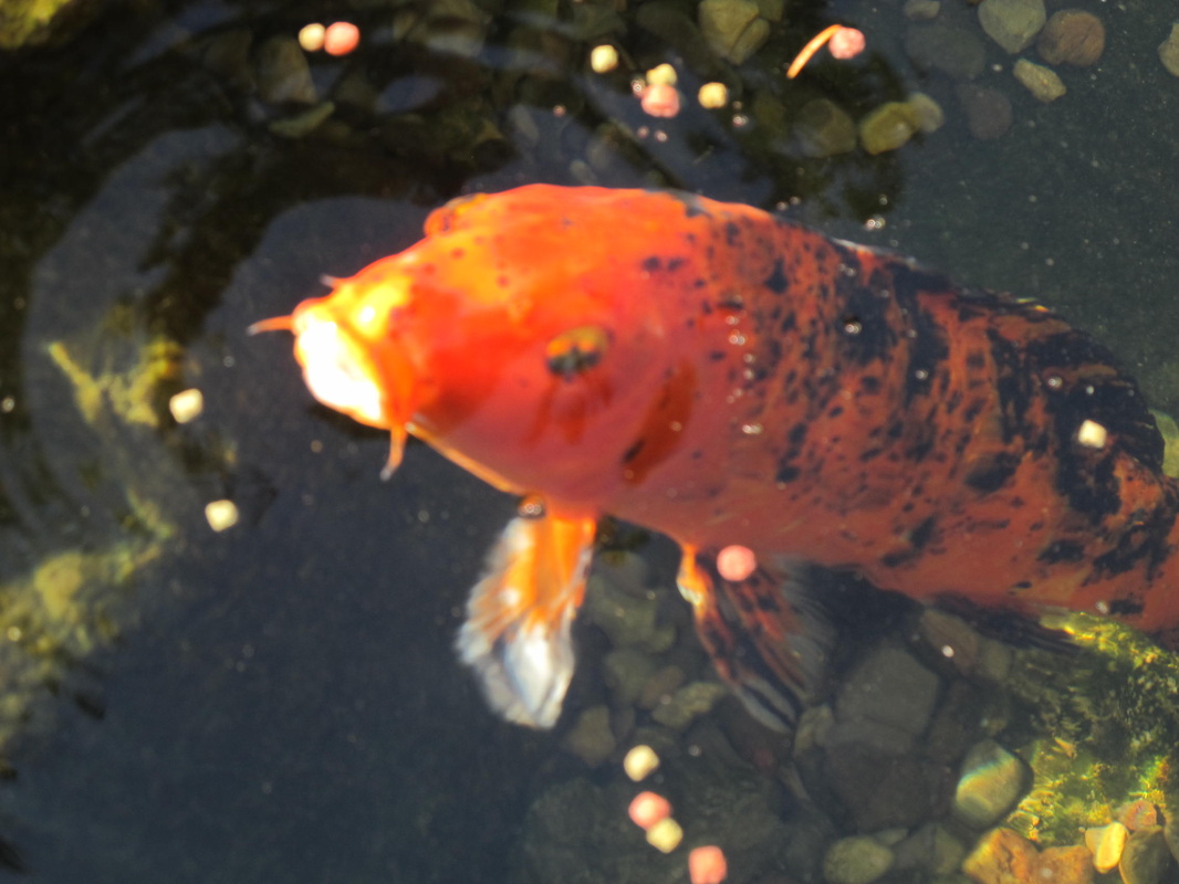 Koi Pond Maintenance In Webster, Penfield & Irondequoit NY - Acorn Ponds & Waterfalls