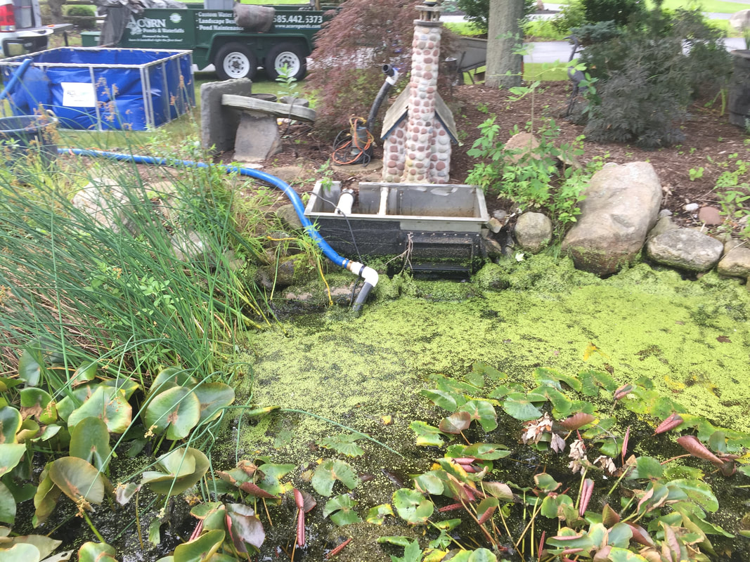 Use Acorn Ponds & Waterfalls to Maintain and Clean your Pond or Water Feature in Rochester NY.