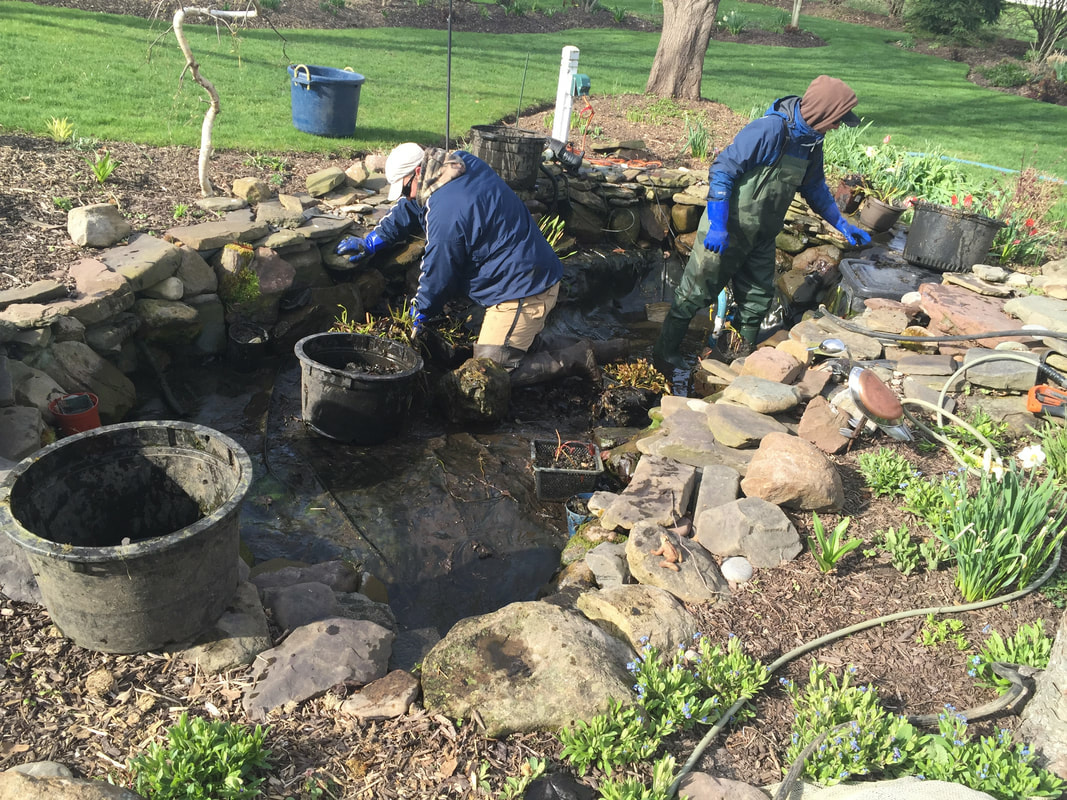 Are you looking to clean your fish pond in Rochester NY?