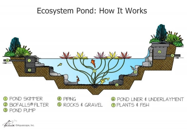 Ecosystem Ponds In Rochester NY