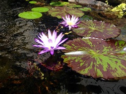 Use tropical pond plants & lilies to enhance your garden ponds in Rochester New York (NY) By Acorn Ponds & Waterfalls