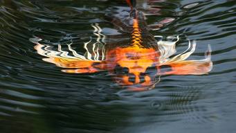 Stop feeding your pond fish and koi in Rochester NY