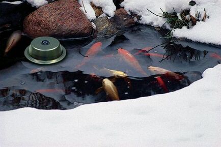 What Do My Pond Fish Do During The Winter Time In Rochester NY?