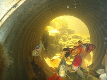 What Does A Fish (KOI) Cave Or Tunnel Look like In Rochester NY Or Near Me?