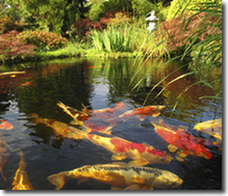 How Much Should I Feed My Pond Fish In Rochester NY?