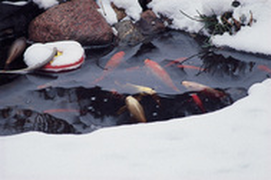 Winter Fish Pond Maintenance Rochester NY (New York) - Acorn