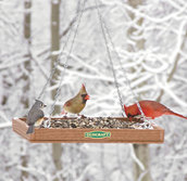 What Do birds eat during the winter in Rochester NY?
