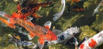 Do My Pond Fish Need Oxygen Or Aeration During The Summer In Rochester NY?