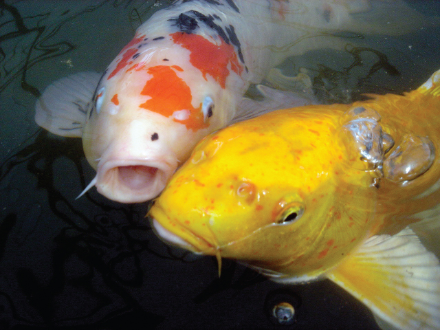 How Much Should I Feed My Pond Fish And Koi In Rochester NY or Near Me?
