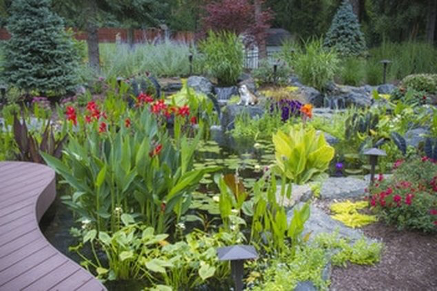 What kind of plants should I put in my backyard fish pond in Rochester NY or near me?