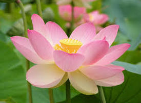 Can I Save My Lotus From The Pond This Fall in Rochester (NY) or near me?
