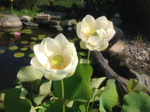 Lotus Pond Plant Rochester (NY) New York Near Me