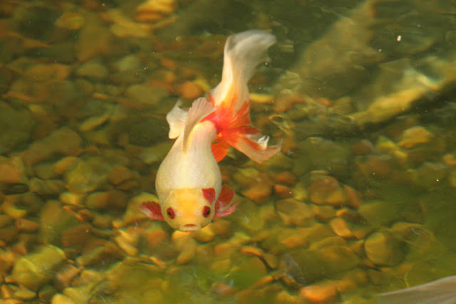 Stunning Koi Pond Fish In Rochester New York (NY) or Near You