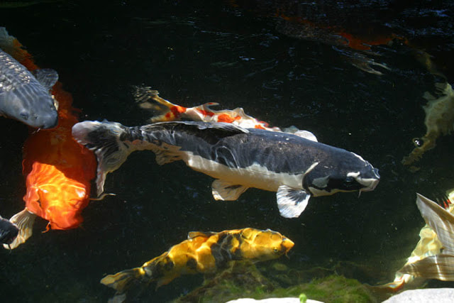 Naming Your Koi Pond Fish In Rochester New York (NY) or Near You