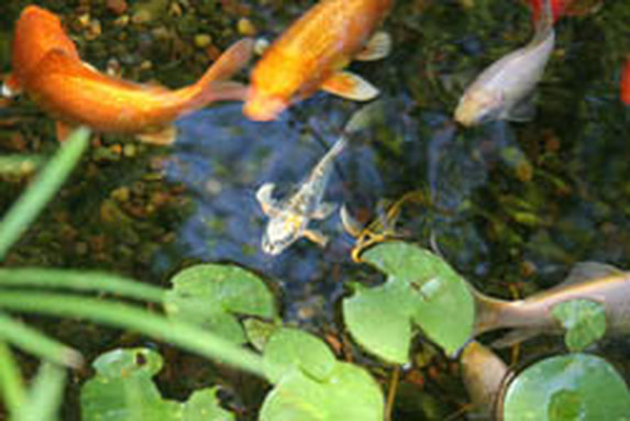 Baby Koi Pond Fish In Rochester New York (NY) or Near You