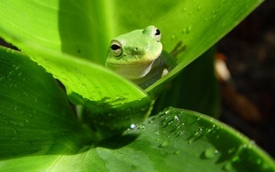Green Frogs, Wildlife, Plants and Backyard Ponds In Rochester NY By Acorn Ponds & Waterfalls. Image