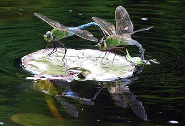 Dragon Flies, Bees, Insects, Mosquitos and Ponds In Rochester New York (NY) By Acorn Ponds & Waterfalls.