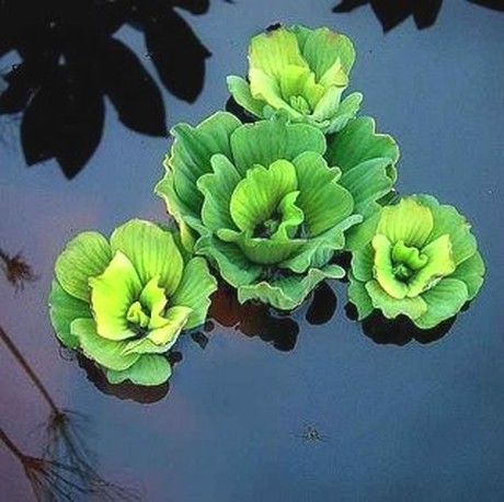 Picture: Water Lettuce For Ponds In Rochester NY By Acorn Ponds & Waterfalls
