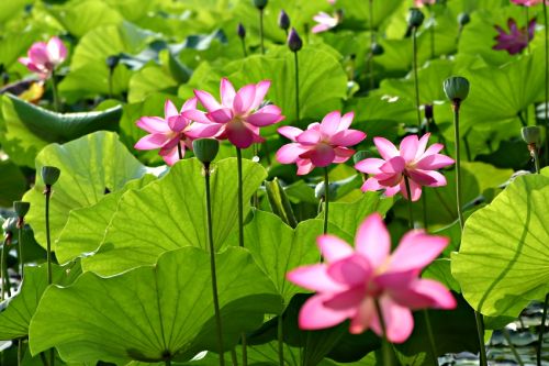 Lotus Water Garden Plants & winter pond plant maintenance in Rochester, Monroe County, New York (NY). Image