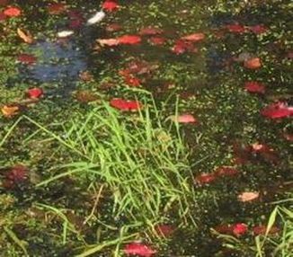 Garden Pond Fall Maintenance Services In Victor, Canandaigua & Honeoye Falls NY By Acorn Ponds & Waterfalls