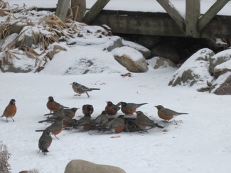 Winter koi ponds, wildlife & birds in Rochester New York (NY) Acorn Ponds & Waterfalls