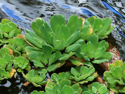 Picture: Water Lettuce & Floating Plants For Ponds In Rochester NY By Acorn Ponds & Waterfalls