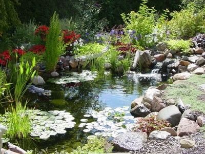 Koi Fish Pond In Rochester NY - Installed By Acorn Ponds & Waterfalls
