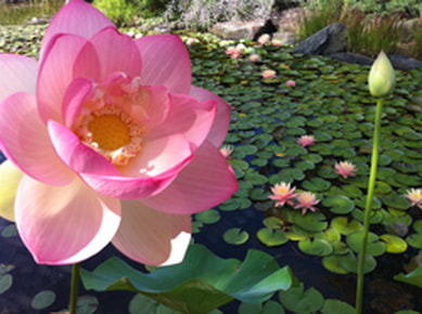  Planting Lotus Plants For Your Water Garden In Rochester NY