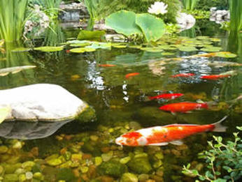 Picture: Backyard Fish Ponds in Rochester, Monroe County NY By Acorn Ponds & Waterfalls