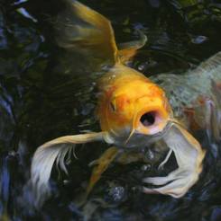 Koi & goldfish are part of the ecosystem for fish ponds in Rochester New York (NY) By Acorn Ponds & Waterfalls 