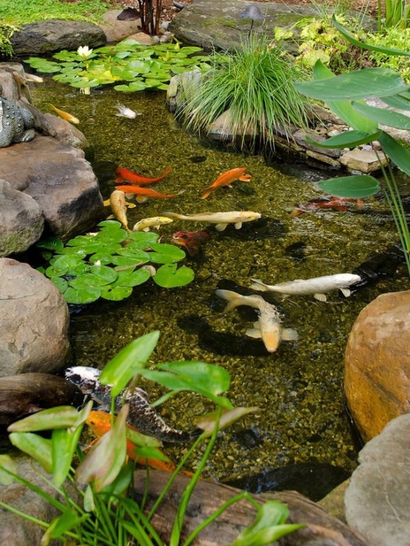 Pond fish, Goldfish & Koi In Fairport, Pittsford & Penfield NY - Acorn Ponds & Waterfalls