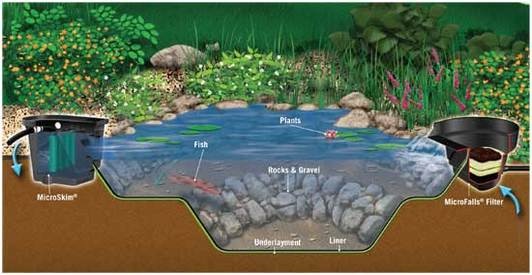 Picture: Ecosystem Pond Diagram In Rochester, Monroe County NY By Acorn Ponds & Waterfalls