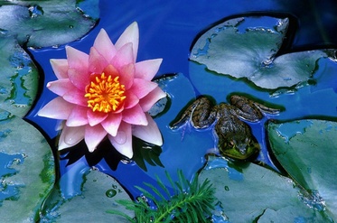 Picture: Water Lilies & Frogs for garden ponds in Rochester NY By Acorn Ponds & Waterfalls