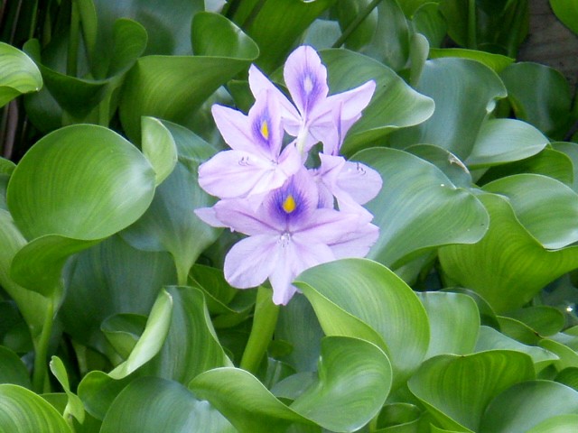 Water Hyacinth, Rochester NY