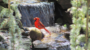 Birds, Backyard Ponds and Water Gardens In Rochester NY By Acorn Ponds & Waterfalls. Image