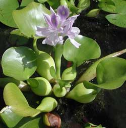 Floating Pond Plants In Rochester NY