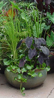 Taro pond plants for container gardens in Rochester, Monroe County NY. Image