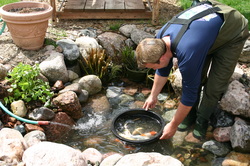 Scheduled & summer koi fish pond maintenance/cleaning services in Rochester (NY)